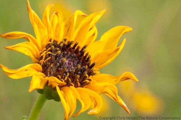 Stiff sunflower (Helianthus pauciflorus) Lincoln Creek Prairie, Aurora, Nebraska.