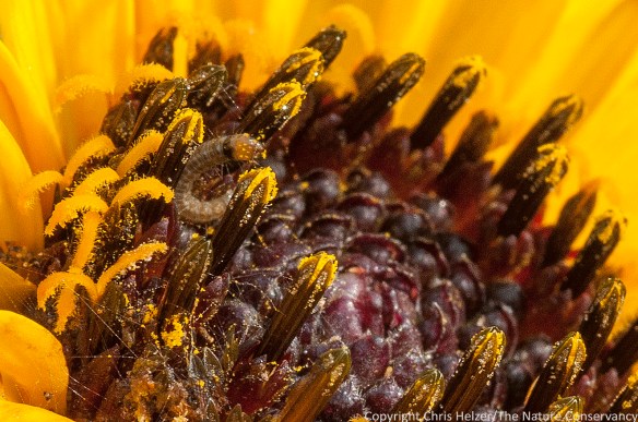 Stiff sunflower (Helianthus pauciflorus) Lincoln Creek Prairie, Aurora, Nebraska.