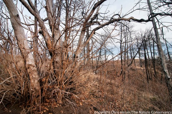 Bur oak with resprouts in 2012 wildfire area at TNC's Niobrara Valley Preserve, Nebraska.