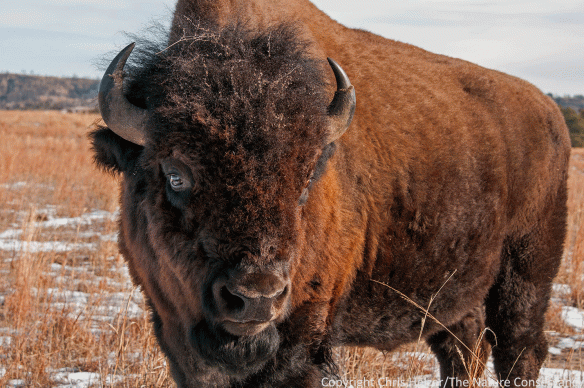 bison