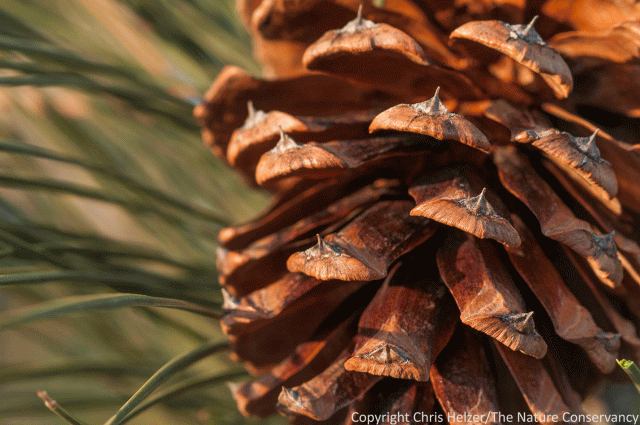 pine