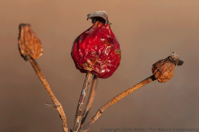 rose hip