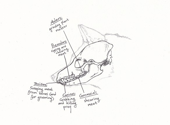 The skull of a fox, with different types of teeth labelled with their intended purpose.
