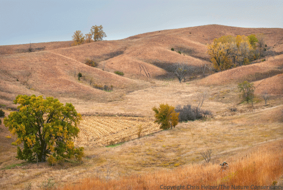 This landscape at The Nature Conservancy's Broken Kettle Grasslands in northwest Iowa shows the kind of natural heterogeneity that occurs in many landscapes.