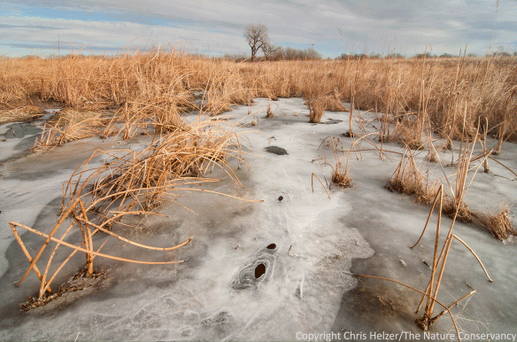 Frozen stream/wetland. The Nature Conservancy's Platte River Prairies, Nebraska.