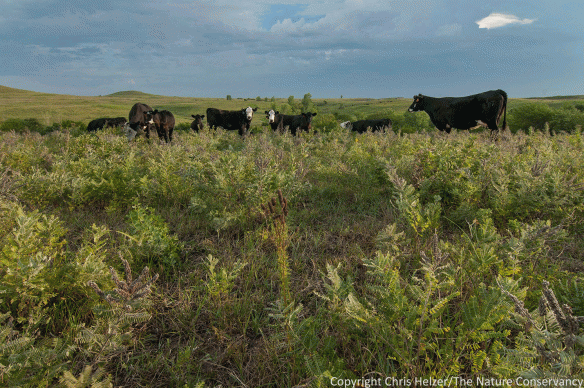 These cattle at Konza Prairie in Kansas
