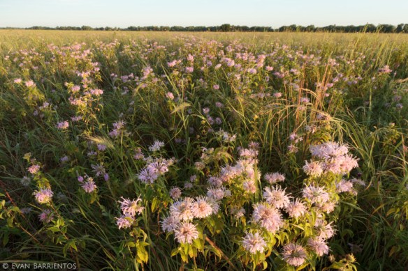 It amazes me that prairies like this were cropfields just two decades ago.