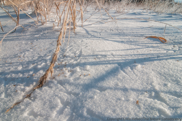 Songbird tracks around an indiangrass seed head at Lincoln Creek Prairie in Aurora, Nebraska.