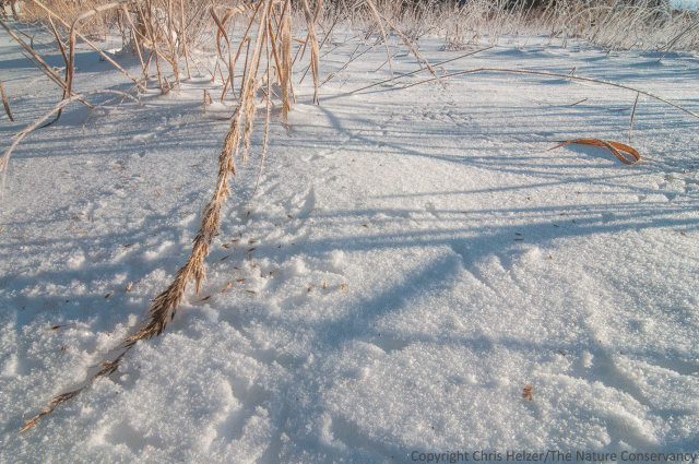 Songbird tracks around an indiangrass seed head at Lincoln Creek Prairie in Aurora, Nebraska.