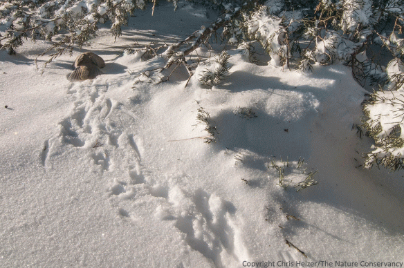 This Eurasian collared-dove