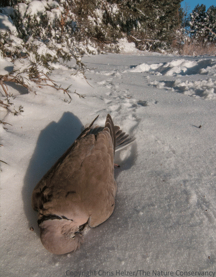 Collard-doves, of course, are not native prairie species, but it's hard to say whether that had anything to do with this one's death. I've seen quite a few others knocking around town over the last few days, so it looks like most of them survived.