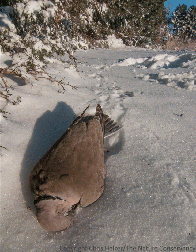 Collard-doves, of course, are not native prairie species, but it's hard to say whether that had anything to do with this one's death. I've seen quite a few others knocking around town over the last few days, so it looks like most of them survived.