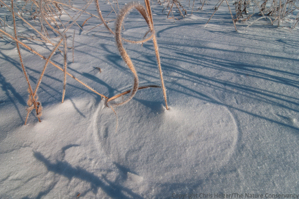 It's rare that I see a complete circle made by grasses, but I found several yesterday morning.