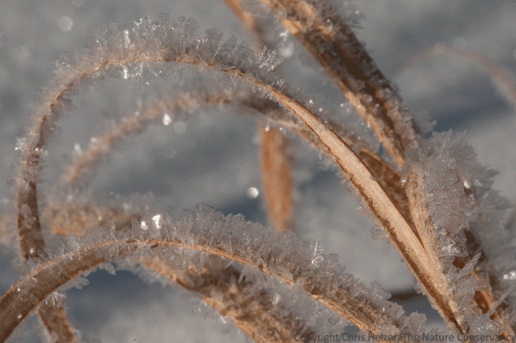 Frost on grass