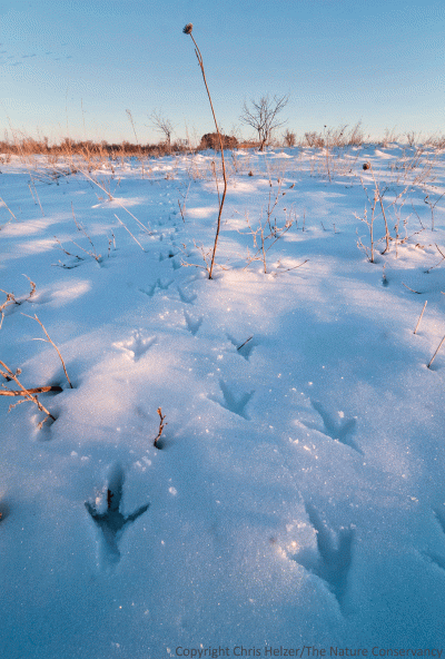 Ring-necked pheasant tracks.
