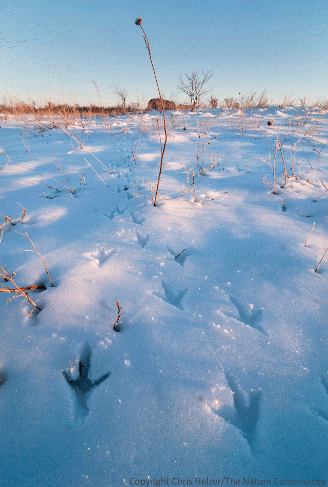 Ring-necked pheasant tracks.