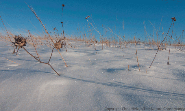 Knee-deep snow and even deeper drifts buried these sunflowers and many other tall prairie plants. The Nature Conservancy's Platte River Prairies, Nebraska.
