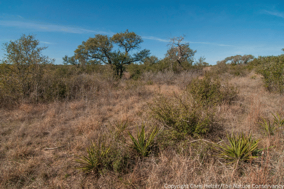 This area was recently cleared of juniper to create the kind of habitat structure needed by black-capped vireos.