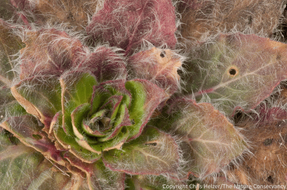 Another rosette.  Maybe common mullein (Verbascum thapsus)?  I don't remember seeing mullein before at our prairie, but that was the best guess of my friend Grace Kostel when I sent her this odd-colored cropped photo...