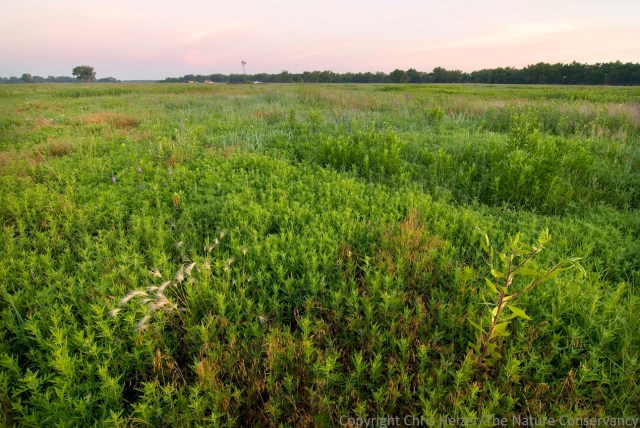 East Dahms pasture. Ragweed in degraded pasture.