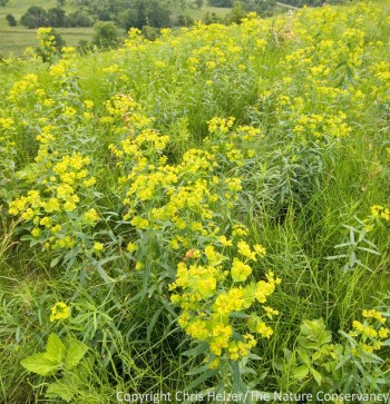Leafy spurge at The Nature Conservancy's Broken Kettle Grasslands in the northern Loess Hills of Iowa.