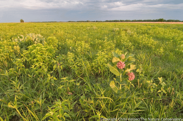 Milkweed in prairies