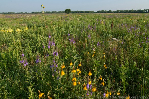 These "weedy" species are filling in while grasses recover from a grazing bout. In the meantime, the hoary vervain (purple) and upright coneflower (yellow) are providing important pollinator resources and great habitat for other species, including insects, reptiles, and birds like northern bobwhite.