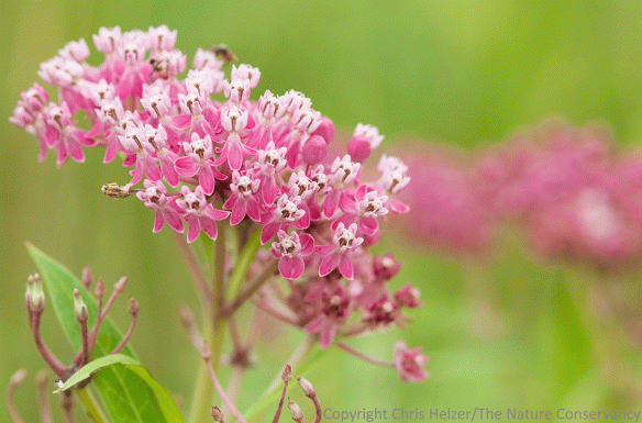 Swamp milkweed