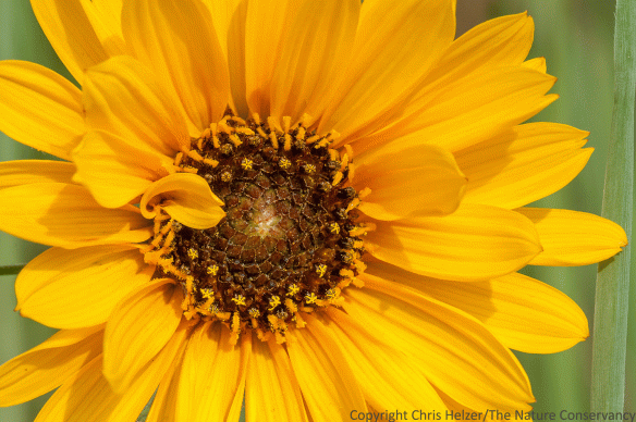 Stiff sunflower (Helianthus pauciflorus) in The Nature Conservancy's Platte River Prairies back in August 2015.