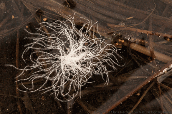 Not all the down feathers ended up caught on plants. Some ended up splayed gracefully on the water's surface.