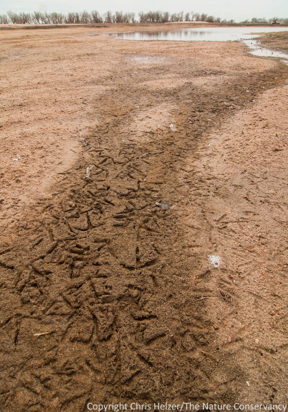 Among the most heavily-used wetlands on our properties this spring were some sloughs we excavated last last season on former crop land. 