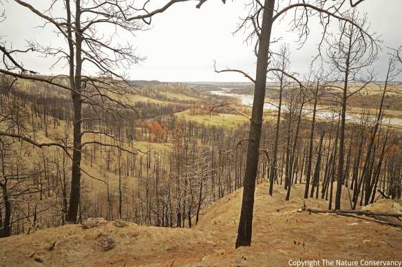 April 2013, just before the first growing season following the wildfire. The ground was still bare and punctuated by the skeletons of ponderosa pine and eastern red cedar trees killed by the fire.
