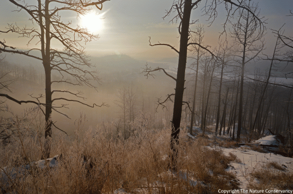 March 2014. Fog, frost, and a sunrise through silhouettes of trees make this my favorite photo of the three years of timelapse images fromthis camera.