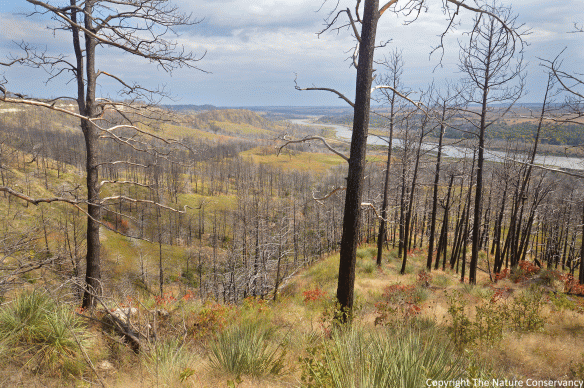 October 2015. This image caps off the third growing season of recovery from the wildfire. Bare slopes formerly underneath an overgrown canopy of pine and cedar trees 