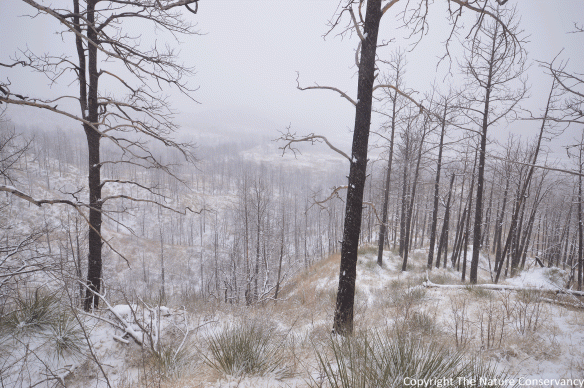 November 2015. A serene photo taken in the middle of a snowstorm.