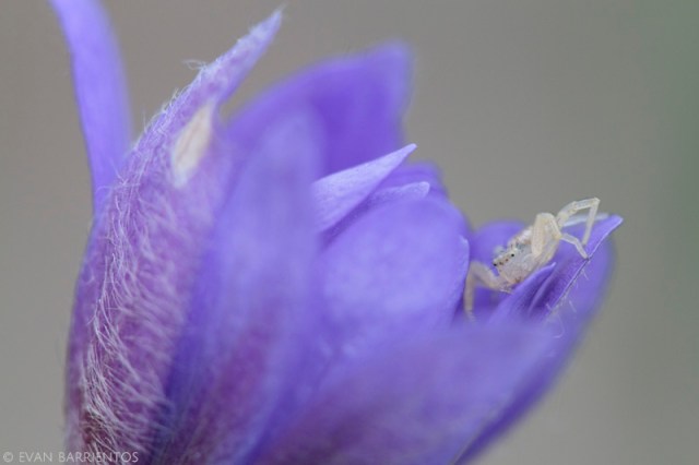 20160419_nebraska_2238