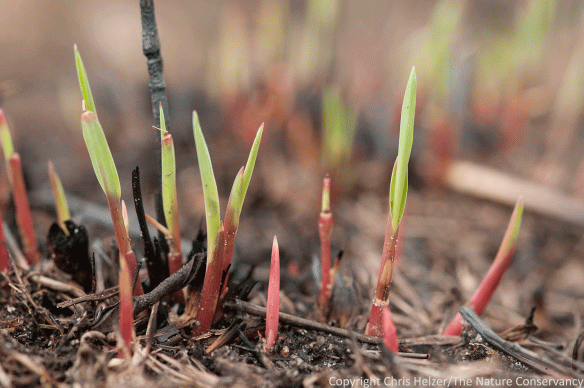 Beautiful two-toned grass shoots were scattered across the entire burned prairie.