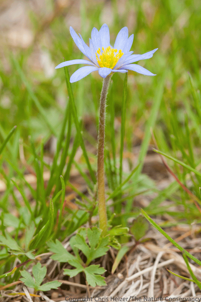 The tiny, but beautiful windflower (Anemone caroliniana).
