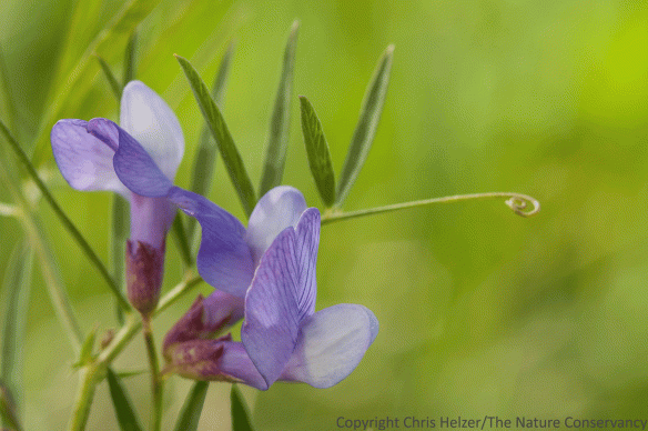 American vetch (Vicia americana) seems to sprawl awkwardly across its neighboring plants. 