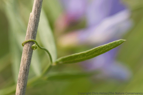 Tendrils on the tips of American vetch leaves wrap tightly around stems of adjacent vegetation.