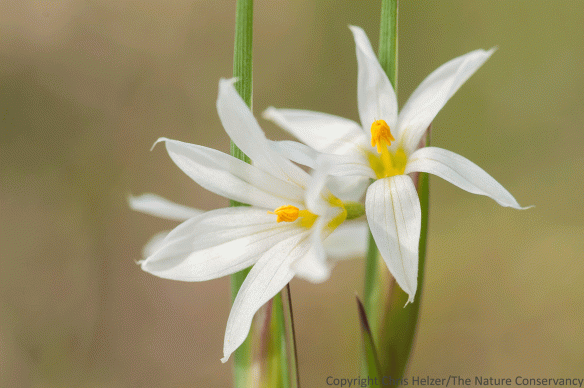 Blue-eyed grass (Sisyrinchium campestre) might be the most elegant of the flowers currently blooming in our prairie.