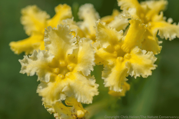 It's not hard to see where fringed puccoon gets its name.