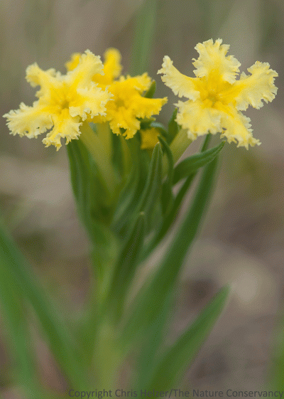 Fringed puccoon, aka narrow-leaf puccoon (Lithospermum incisum) is on the downhill side of its blooming period.