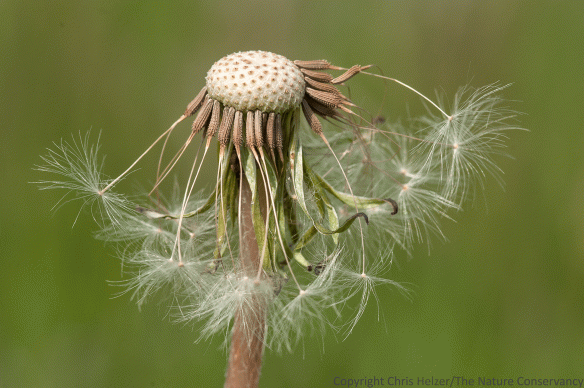 Most dandelion (Taraxacum officianale) plants have also gone to seed. While they were blooming, they were a major source of food for early spring pollinators.