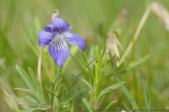 Prairie violet is scattered across the prairie, but numbers are highest near 