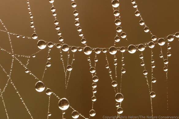 This web seemed to be uninhabited except by hundreds of water droplets.