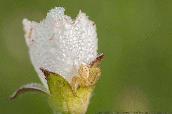 And, of course, I found a crab spider to photograph. Although they are particularly small this time of year, they are all over the place on flowers, and weren't difficult to find once I started looking.