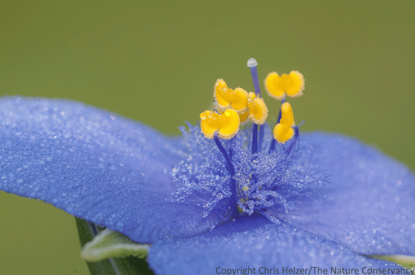 Spiderwort (Tradescantia occidentalis) was just starting to bloom on the warmer south-facing slopes of the prairie.