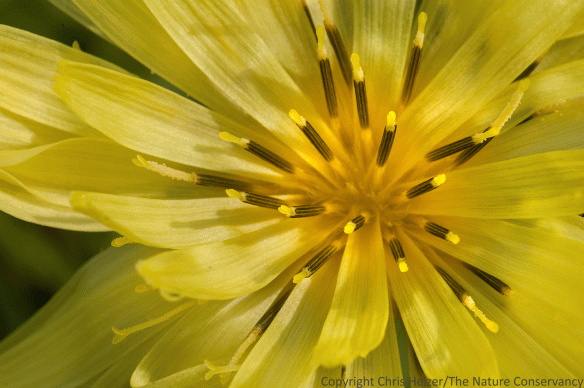 It was nice to visit the only population of tuberous false dandelion (Pyrrhopappus grandiflorus) in Nebraska. The southern Plains wildflower was discovered at Gjerloff prairie in 2004.