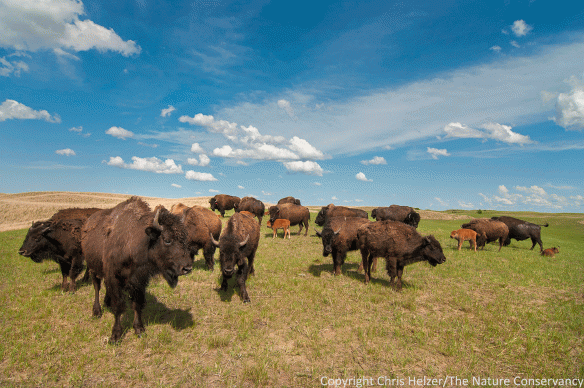 I revisited the same group of bison we'd seen earlier in the week, and the second time I found them, the cows, calves, and yearling bulls had been joined by three mature bulls.  I'm not sure why the bulls weren't with them the first time, or why they joined them the next day.  